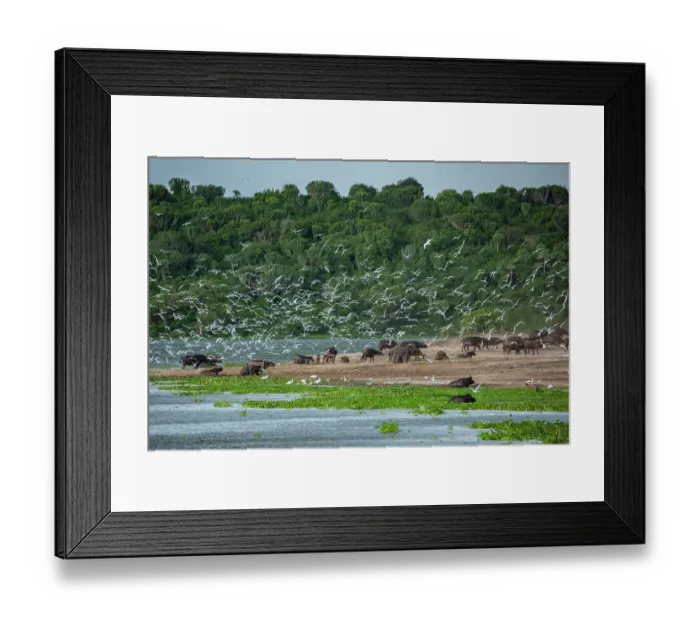 Framed Print : Cape buffalo (Syncerus caffer caffer) herd wallowing in river and standing along riverbank with flock of Gull-billed terns (Gelochelidon nilotica) in flight above Framed Print : Cape buffalo (Syncerus caffer caffer) herd wallowing in river and standing along riverbank with flock of Gull-billed terns (Gelochelidon nilotica) in flight above