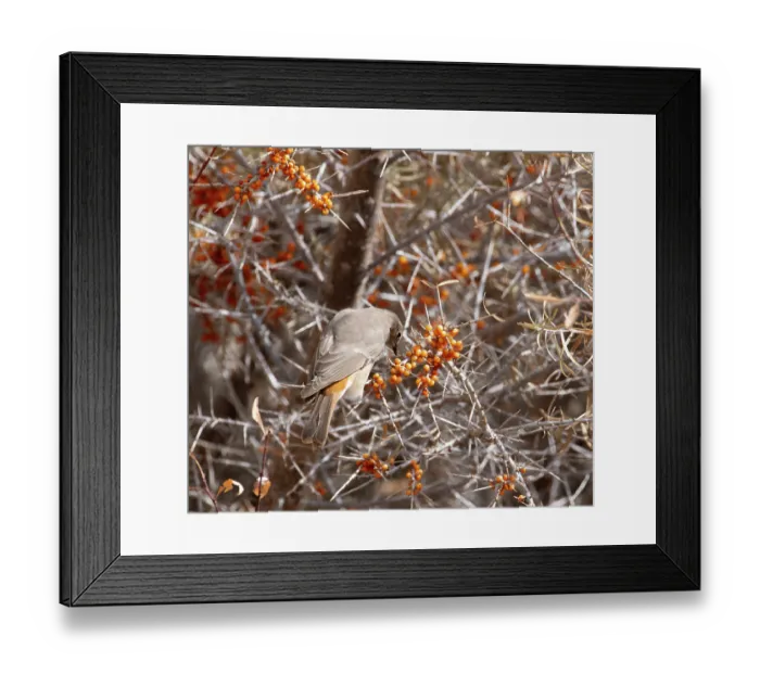 Framed Print : White-winged redstart (Phoenicurus erythrogastrus) female, perched on Sea buckthorn (Hippophae sp.) bush feeding on berries, Ulley, Ladakh, India Framed Print : White-winged redstart (Phoenicurus erythrogastrus) female, perched on Sea buckthorn (Hippophae sp.) bush feeding on berries, Ulley, Ladakh, India