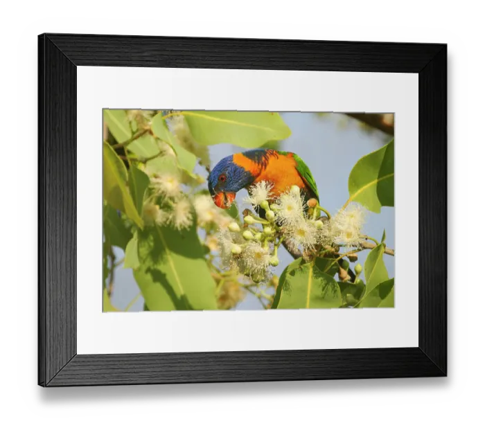 Framed Print : Red-collared lorikeet (Trichoglossus rubritorquis) feeding on Disjunct gum tree (Corymbia disjuncta) flowers, Adelaide River Hills, Northern Territory, Australia Framed Print : Red-collared lorikeet (Trichoglossus rubritorquis) feeding on Disjunct gum tree (Corymbia disjuncta) flowers, Adelaide River Hills, Northern Territory, Australia