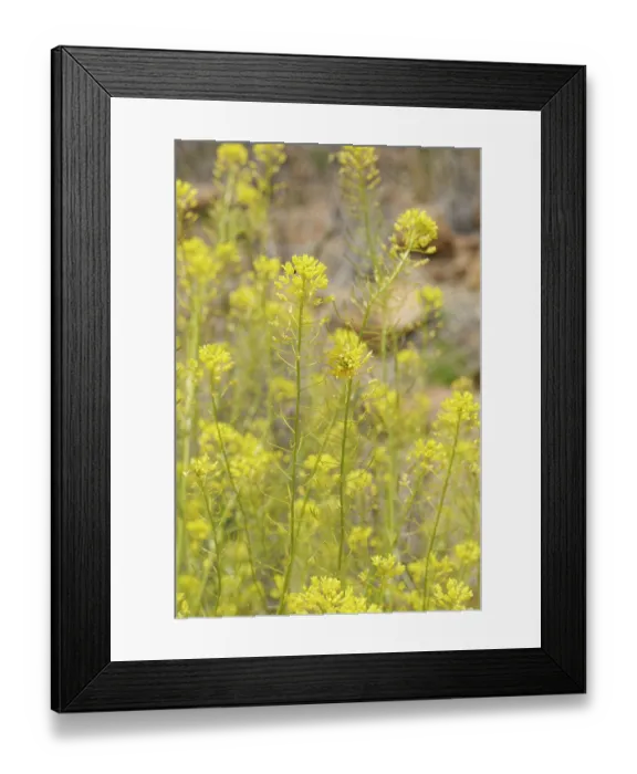 Framed Print : Teide straw (Descurainia bourgaeana) in flower, Teide National Park, Tenerife, Canary Islands. May Framed Print : Teide straw (Descurainia bourgaeana) in flower, Teide National Park, Tenerife, Canary Islands. May