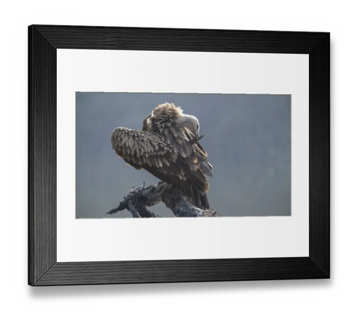 Framed Print : Eurasian griffon (Gyps fulvus) juvenile, perched on branch preening, Keoladeo Ghana National Park, Bharatpur, Rajasthan, India Framed Print : Eurasian griffon (Gyps fulvus) juvenile, perched on branch preening, Keoladeo Ghana National Park, Bharatpur, Rajasthan, India