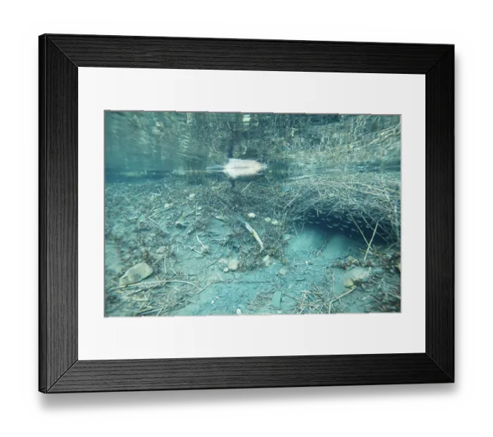 Framed Print : European beaver (Castor fiber) swimming on the surface close to entrance of its underwater lodge, River Rhone, Alps, France. June Framed Print : European beaver (Castor fiber) swimming on the surface close to entrance of its underwater lodge, River Rhone, Alps, France. June