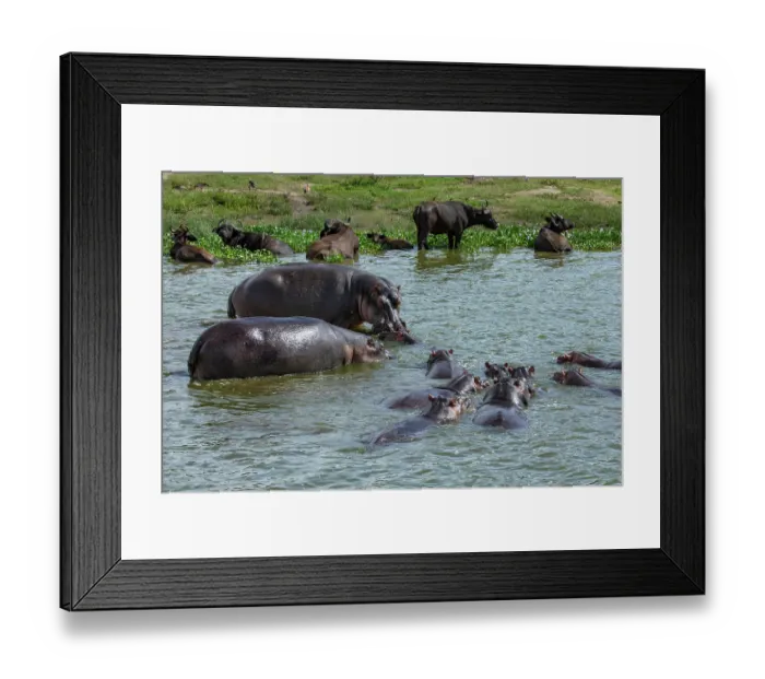 Framed Print : Hippopotamus (Hippopotamus amphibius) pod wallowing in river, Kazinga channel, Nile River, Queen Elizabeth National Park, Uganda Framed Print : Hippopotamus (Hippopotamus amphibius) pod wallowing in river, Kazinga channel, Nile River, Queen Elizabeth National Park, Uganda