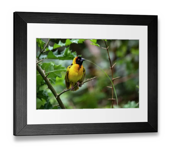 Framed Print : Village weaver (Ploceus cucullatus) perched on branch, Uganda