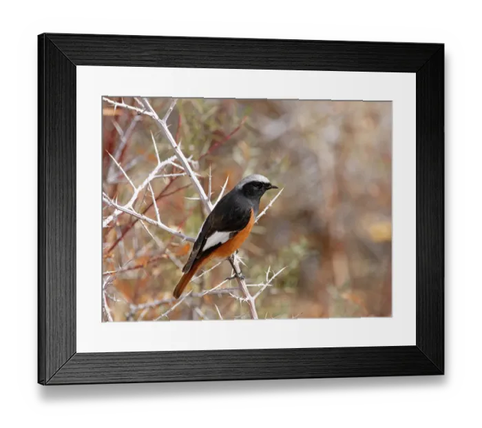 Framed Print : White-winged redstart (Phoenicurus erythrogastrus) male, perched on branch, Ulley, Ladakh, India Framed Print : White-winged redstart (Phoenicurus erythrogastrus) male, perched on branch, Ulley, Ladakh, India