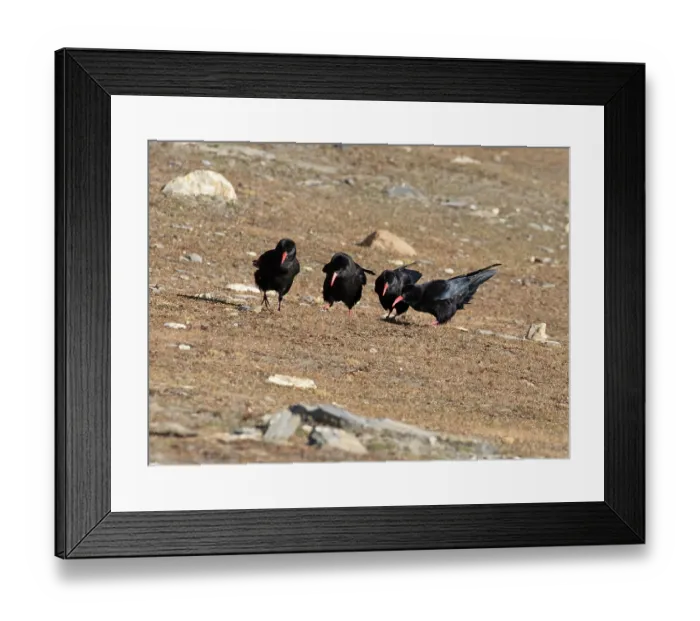 Framed Print : Four Red-billed choughs (Pyrrhocorax pyrrhocorax) foraging on dry ground, Dras, Kargil District, Ladakh, India Framed Print : Four Red-billed choughs (Pyrrhocorax pyrrhocorax) foraging on dry ground, Dras, Kargil District, Ladakh, India
