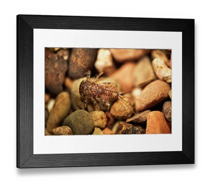 Framed Print : Flat-headed mayfly (Ecdyonurus sp.) nymph, on river gravel, Holly Brook, Herefordshire Plateau, England, UK. February. Controlled conditions. Focus stacked Framed Print : Flat-headed mayfly (Ecdyonurus sp.) nymph, on river gravel, Holly Brook, Herefordshire Plateau, England, UK. February. Controlled conditions. Focus stacked