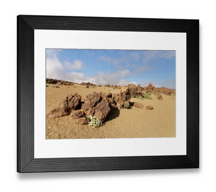 Framed Print : Tenerife daisy (Argyranthemum teneriffae) clump flowering among volcanic pumice and rocks, Minas de San Jose, Teide National Park, Tenerife, Canary Islands. May Framed Print : Tenerife daisy (Argyranthemum teneriffae) clump flowering among volcanic pumice and rocks, Minas de San Jose, Teide National Park, Tenerife, Canary Islands. May