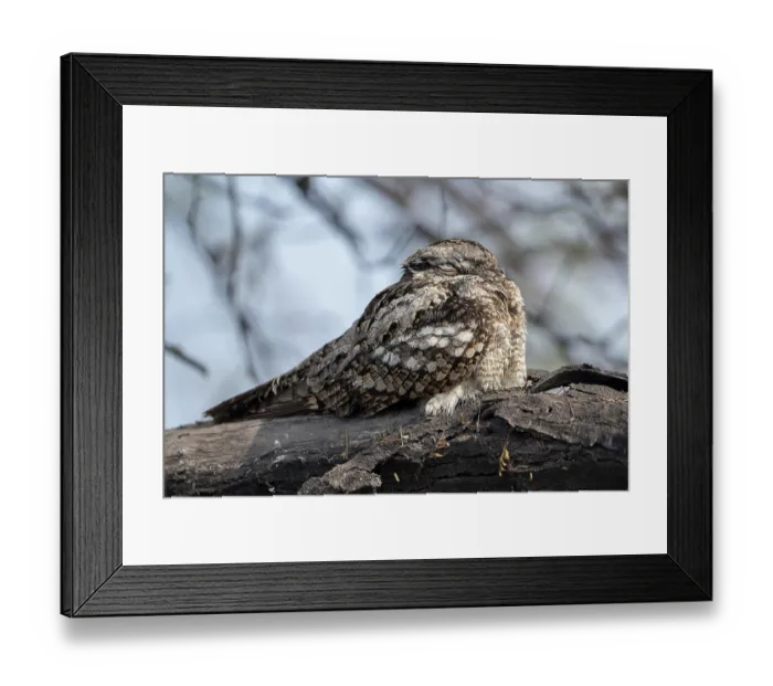 Framed Print : Indian nightjar (Caprimulgus asiaticus) perched on branch, Keoladeo Ghana National Park, Bharatpur, Rajasthan, India
