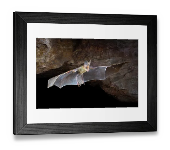 Framed Print : Ghost bat (Macroderma gigas) male, in flight emerging from a natural cave roost, Adelaide River Hills, Northern Territory, Australia. Camera trap image Framed Print : Ghost bat (Macroderma gigas) male, in flight emerging from a natural cave roost, Adelaide River Hills, Northern Territory, Australia. Camera trap image