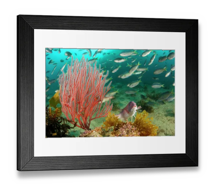 Framed Print : Red gorgonian (Lophogorgia chilensis) growing in a Giant kelp (Macrocystis pyrifera) forest, with female California sheephead (Semicossyphus pulcher), near the Channel Islands Framed Print : Red gorgonian (Lophogorgia chilensis) growing in a Giant kelp (Macrocystis pyrifera) forest, with female California sheephead (Semicossyphus pulcher), near the Channel Islands
