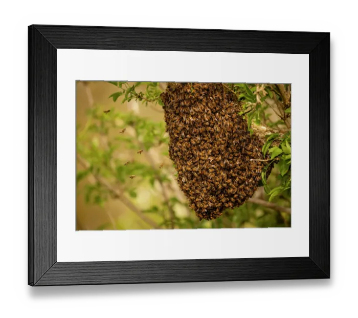 Framed Print : Swarm of Honey bees (Apis mellifera) in an Elder tree (Sambucus nigra), Stroud, Gloucestershire, UK. May Framed Print : Swarm of Honey bees (Apis mellifera) in an Elder tree (Sambucus nigra), Stroud, Gloucestershire, UK. May