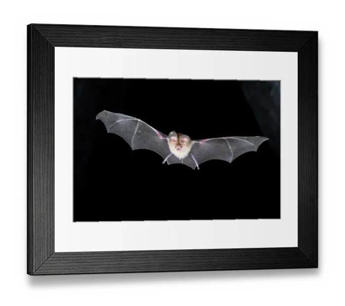 Framed Print : Dusky leaf-nosed bat (Hipposideros ater) in flight, Adelaide River Hills, Northern Territory, Australia. Camera trap image Framed Print : Dusky leaf-nosed bat (Hipposideros ater) in flight, Adelaide River Hills, Northern Territory, Australia. Camera trap image