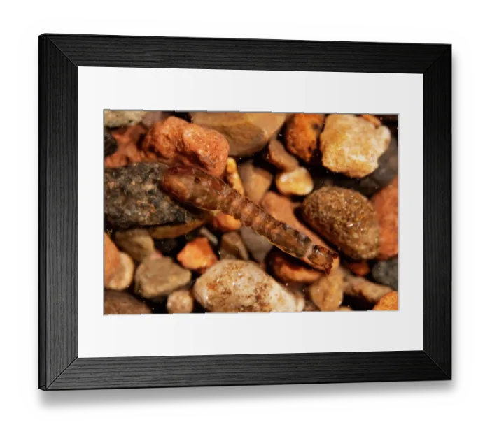Framed Print : Blackfly larva (Simuliidae) on gravel, River Frome, Herefordshire, England, UK. December. Controlled conditions using microscopy