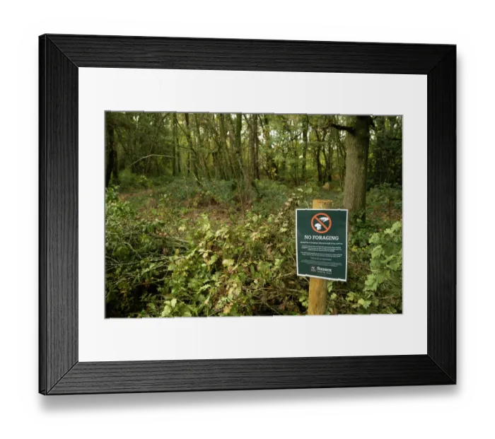 Framed Print : No foraging sign in woodland, Ebernoe Common Nature Reserve, Sussex, England, UK. November, 2023 Framed Print : No foraging sign in woodland, Ebernoe Common Nature Reserve, Sussex, England, UK. November, 2023
