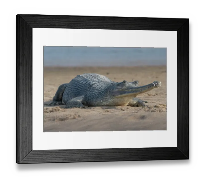 Framed Print : Gharial (Gavialis gangeticus) resting on sandy riverbank, Chambal river, Dholpur, Rajastahn, India Framed Print : Gharial (Gavialis gangeticus) resting on sandy riverbank, Chambal river, Dholpur, Rajastahn, India