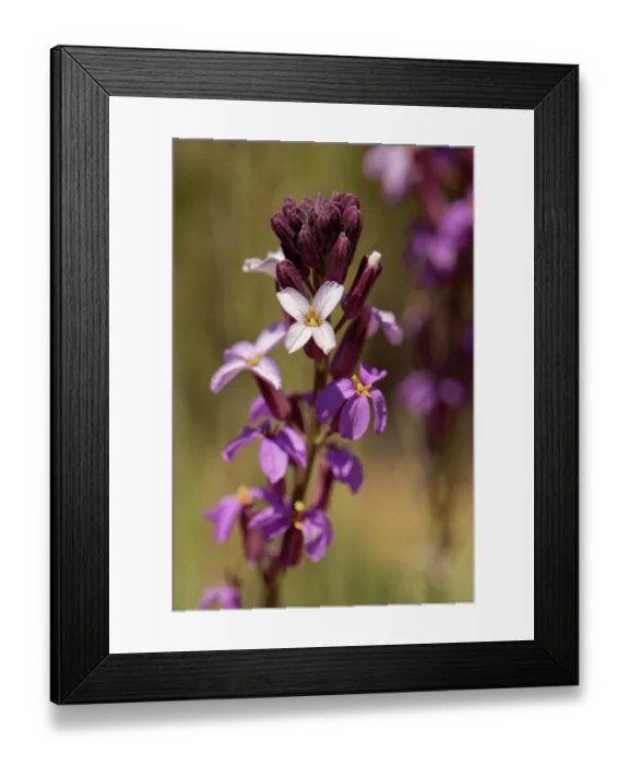 Framed Print : Teide wallflower (Erysimum scoparium) in flower, closeup, Teide National Park, Tenerife, Canary Islands. May Framed Print : Teide wallflower (Erysimum scoparium) in flower, closeup, Teide National Park, Tenerife, Canary Islands. May