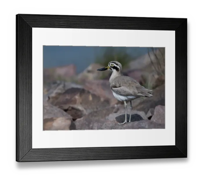 Framed Print : Great thick-knee (Esacus recurvirostris) perched on rocks, Chambal river, Dholpur, Rajastahn, India Framed Print : Great thick-knee (Esacus recurvirostris) perched on rocks, Chambal river, Dholpur, Rajastahn, India