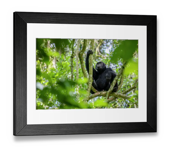 Framed Print : Eastern chimpanzee (Pan troglodytes schweinfurthii) sitting in tree, Kibale National Park, Uganda. Endangered