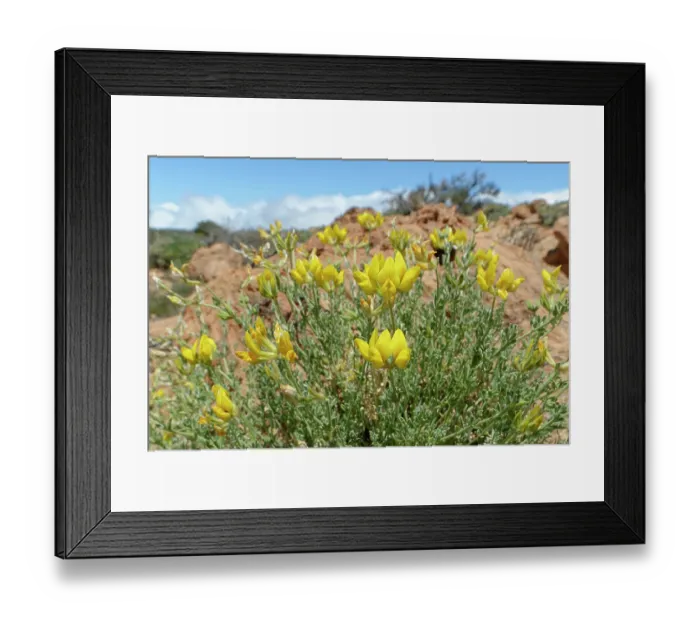Framed Print : Tenerife bird's-foot trefoil (Lotus campylocladus) clump flowering at 2100m, Teide National Park, Tenerife, Canary Islands. May Framed Print : Tenerife bird's-foot trefoil (Lotus campylocladus) clump flowering at 2100m, Teide National Park, Tenerife, Canary Islands. May