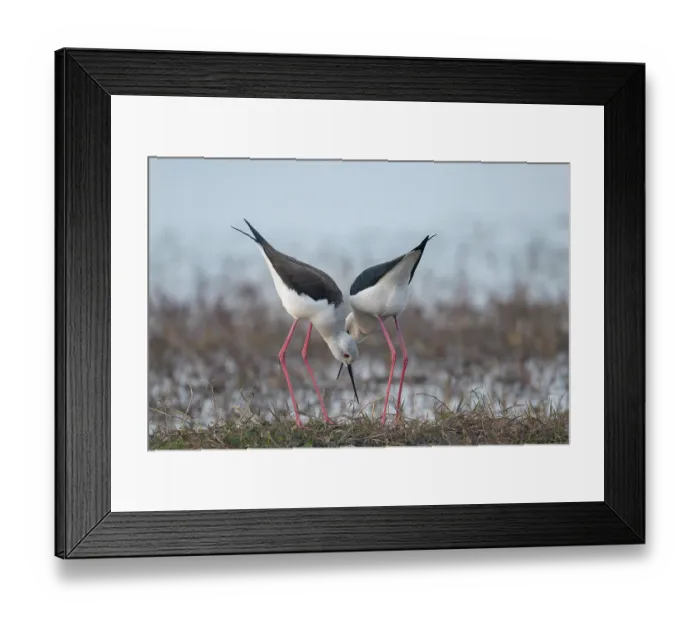 Framed Print : Black-winged stilts (Himantopus himantopus) pair, investigating potential nesting site, Pachgaon, near Dholpur, Rajasthan, India Framed Print : Black-winged stilts (Himantopus himantopus) pair, investigating potential nesting site, Pachgaon, near Dholpur, Rajasthan, India