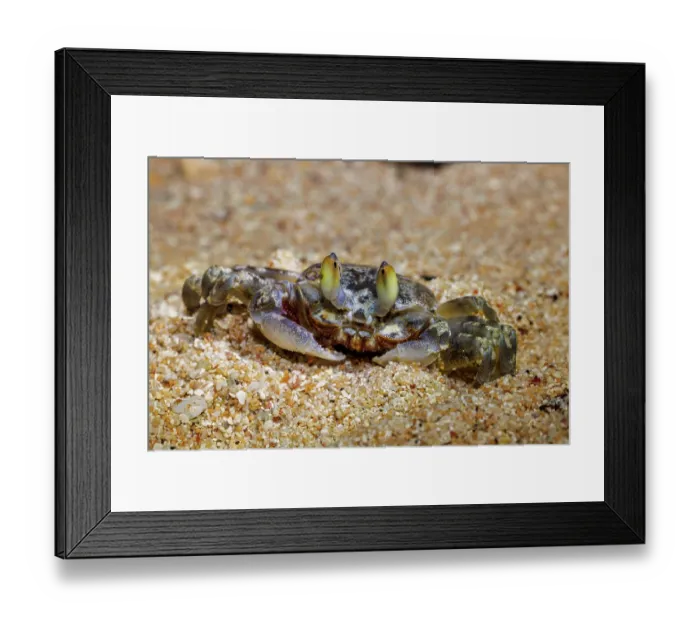 Framed Print : Ghost crab (Ocypode cordimanus) portrait, Guam, Federated States of Micronesia Framed Print : Ghost crab (Ocypode cordimanus) portrait, Guam, Federated States of Micronesia