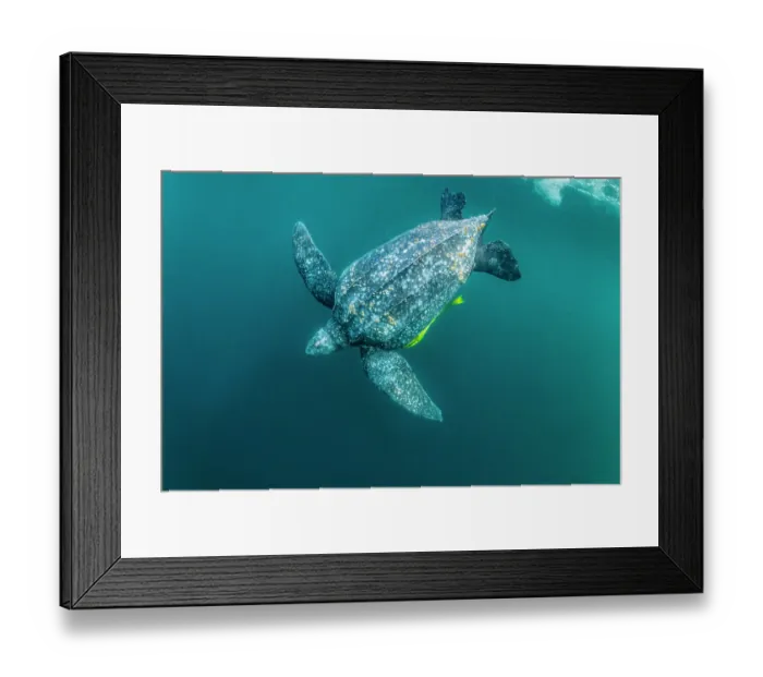 Framed Print : Leatherback sea turtle (Dermochelys coriacea) male, swimming underwater with group of Remoras (Echeneidae) beneath, Kei Islands, Moluccas, Indonesia, Pacific Ocean Framed Print : Leatherback sea turtle (Dermochelys coriacea) male, swimming underwater with group of Remoras (Echeneidae) beneath, Kei Islands, Moluccas, Indonesia, Pacific Ocean