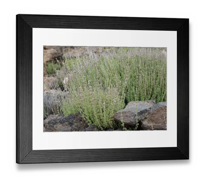 Framed Print : Savory / Whitweed (Micromeria lachnophylla) clump flowering on volcanic ash, El Portillo Botanical Garden, Teide National Park, Tenerife, Canary Islands. May Framed Print : Savory / Whitweed (Micromeria lachnophylla) clump flowering on volcanic ash, El Portillo Botanical Garden, Teide National Park, Tenerife, Canary Islands. May