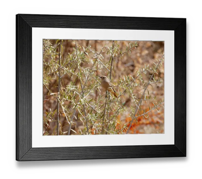 Framed Print : White-winged redstart (Phoenicurus erythrogastrus) female, perched in bush, Ulley, Ladakh, India Framed Print : White-winged redstart (Phoenicurus erythrogastrus) female, perched in bush, Ulley, Ladakh, India