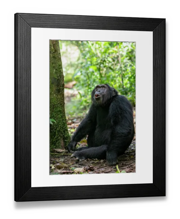 Framed Print : RF - Eastern chimpanzee (Pan troglodytes schweinfurthii) sitting on forest floor calling, Kibale National Park, Uganda. Endangered