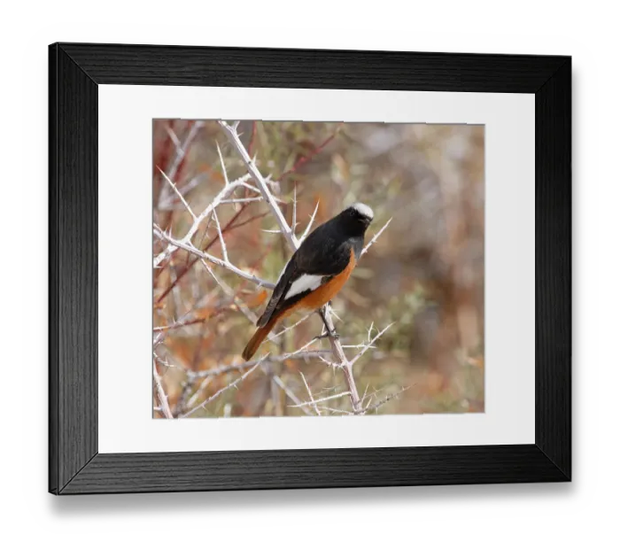 Framed Print : White-winged redstart (Phoenicurus erythrogastrus) male, perched on branch, Ulley, Ladakh, India Framed Print : White-winged redstart (Phoenicurus erythrogastrus) male, perched on branch, Ulley, Ladakh, India