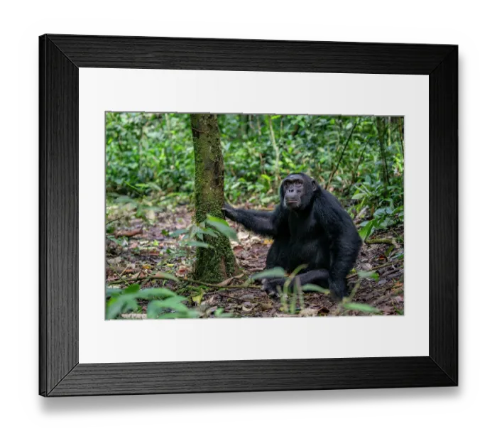 Framed Print : RF - Eastern chimpanzee (Pan troglodytes schweinfurthii) sitting on forest floor, Kibale National Park, Uganda. Endangered