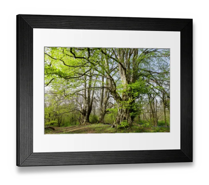Framed Print : Ancient Beech trees (Fagus sylvatica) in spring, seasonal study, Lineover Wood, Gloucestershire, UK. November. The second largest Beech tree in England Framed Print : Ancient Beech trees (Fagus sylvatica) in spring, seasonal study, Lineover Wood, Gloucestershire, UK. November. The second largest Beech tree in England