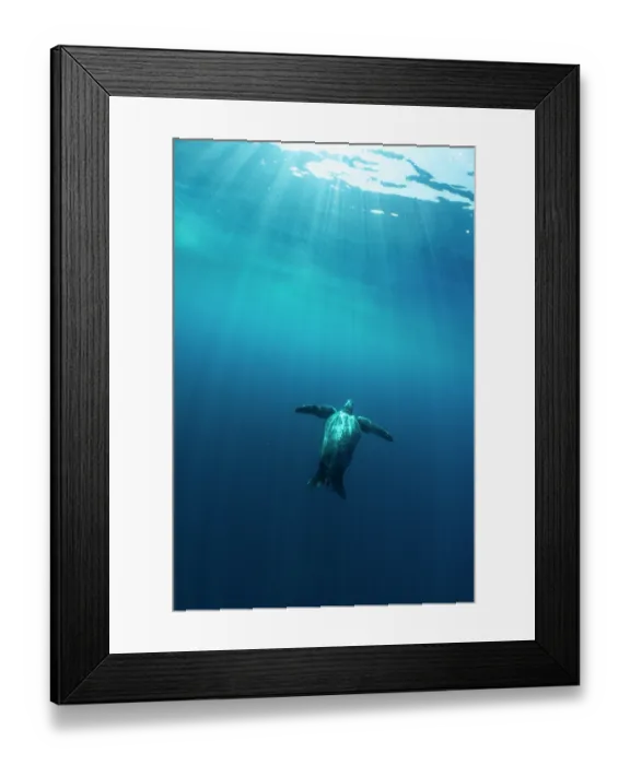 Framed Print : Leatherback sea turtle (Dermochelys coriacea) female, swimming towards the surface in sun rays, Kei Islands, Moluccas, Indonesia, Pacific Ocean