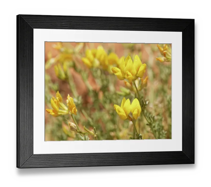 Framed Print : Tenerife bird's-foot trefoil (Lotus campylocladus) flowering, Teide National Park, Tenerife, Canary Islands. May Framed Print : Tenerife bird's-foot trefoil (Lotus campylocladus) flowering, Teide National Park, Tenerife, Canary Islands. May