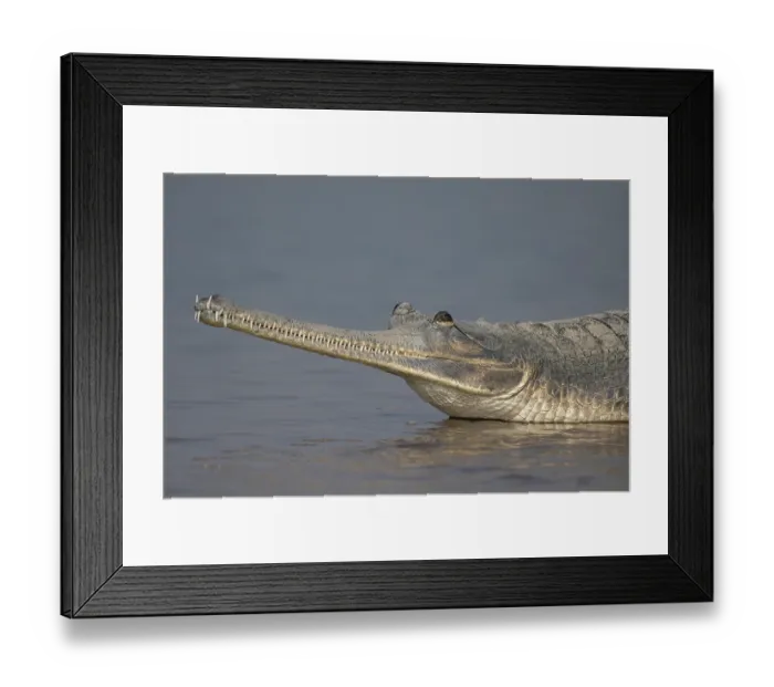 Framed Print : Gharial (Gavialis gangeticus) resting in shallow water, Chambal river, Dholpur, Rajastahn, India Framed Print : Gharial (Gavialis gangeticus) resting in shallow water, Chambal river, Dholpur, Rajastahn, India