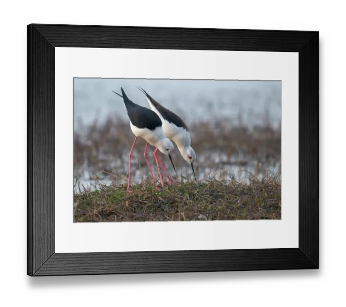 Framed Print : Black-winged stilts (Himantopus himantopus) pair, investigating potential nesting site, Pachgaon, near Dholpur, Rajasthan, India Framed Print : Black-winged stilts (Himantopus himantopus) pair, investigating potential nesting site, Pachgaon, near Dholpur, Rajasthan, India