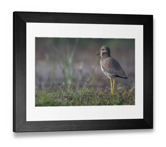 Framed Print : White-tailed lapwing (Vanellus leucurus) standing on grass, calling, Pachgaon, near Dholpur, Rajasthan, India Framed Print : White-tailed lapwing (Vanellus leucurus) standing on grass, calling, Pachgaon, near Dholpur, Rajasthan, India