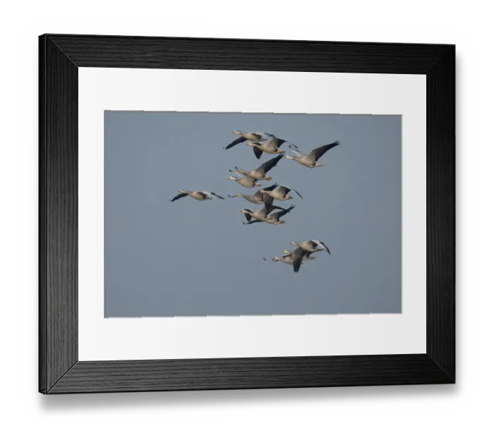 Framed Print : Bar-headed geese (Anser indicus) flock in flight, Chambal river, Dholpur, Rajastahn, India Framed Print : Bar-headed geese (Anser indicus) flock in flight, Chambal river, Dholpur, Rajastahn, India
