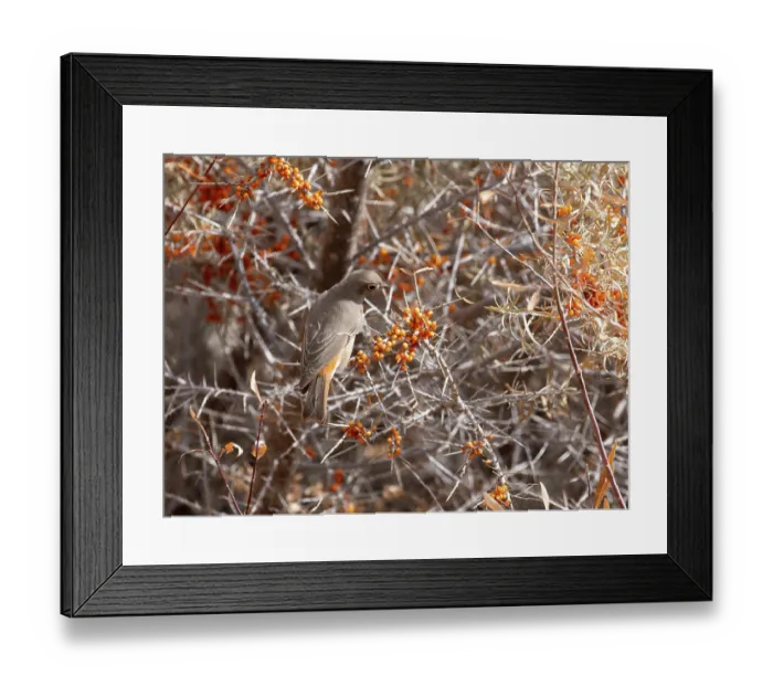 Framed Print : White-winged redstart (Phoenicurus erythrogastrus) female, on Sea buckthorn (Hippophae sp.) bush, Ulley, Ladakh, India Framed Print : White-winged redstart (Phoenicurus erythrogastrus) female, on Sea buckthorn (Hippophae sp.) bush, Ulley, Ladakh, India