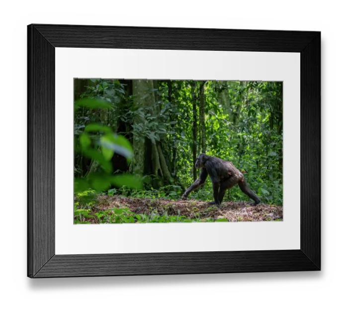 Framed Print : Eastern chimpanzee (Pan troglodytes schweinfurthii) female, walking through forest carrying infant, Kibale National Park Uganda. Endangered Framed Print : Eastern chimpanzee (Pan troglodytes schweinfurthii) female, walking through forest carrying infant, Kibale National Park Uganda. Endangered