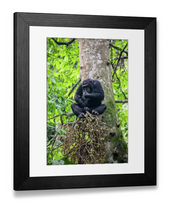 Framed Print : Eastern chimpanzee (Pan troglodytes schweinfurthii) sitting in tree, feeding, Kibale National Park, Uganda. Endangered Framed Print : Eastern chimpanzee (Pan troglodytes schweinfurthii) sitting in tree, feeding, Kibale National Park, Uganda. Endangered