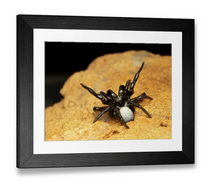 Framed Print : Northern mouse spider (Missulena pruinosa) male threat display, Adelaide River Hills, Northern Territory, Australia Framed Print : Northern mouse spider (Missulena pruinosa) male threat display, Adelaide River Hills, Northern Territory, Australia