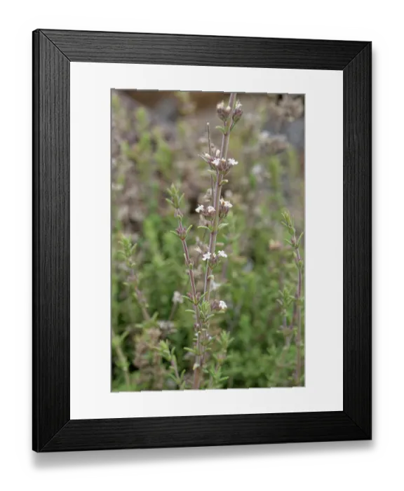 Framed Print : Savory  /  Whitweed (Micromeria lachnophylla) clump flowering on volcanic ash, El Portillo Botanical Garden, Teide National Park, Tenerife, Canary Islands. May