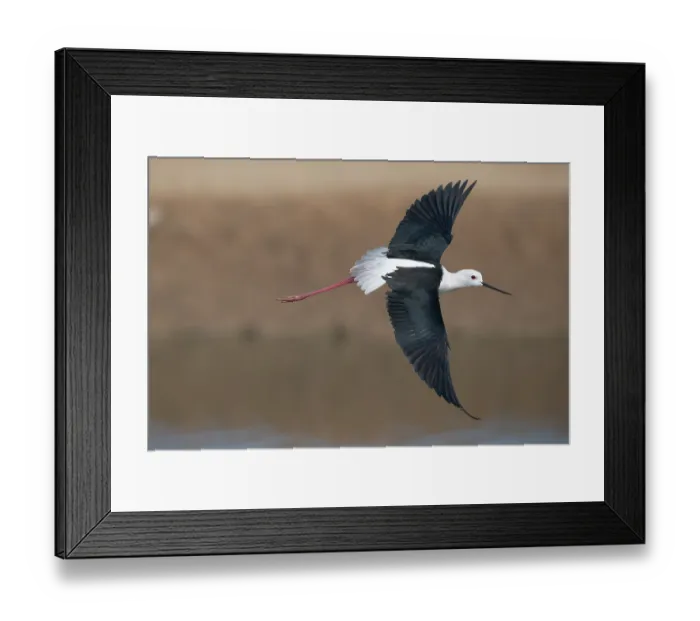 Framed Print : Black-winged stilt (Himantopus himantopus) in flight, Pachgaon, near Dholpur, Rajasthan, India Framed Print : Black-winged stilt (Himantopus himantopus) in flight, Pachgaon, near Dholpur, Rajasthan, India