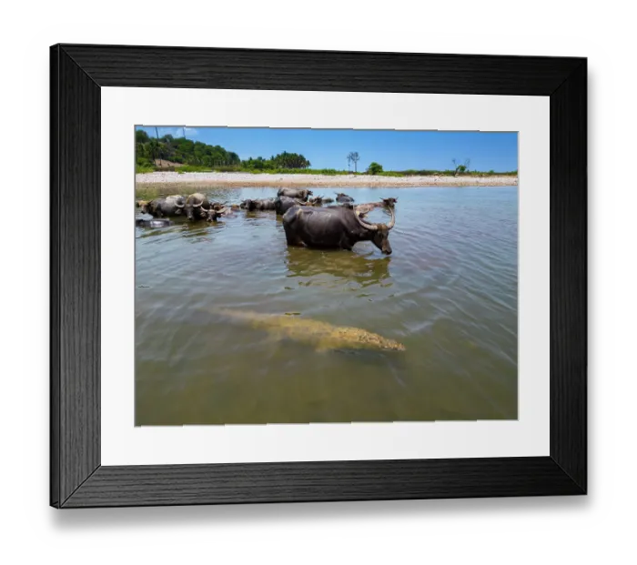 Framed Print : Asian water buffalo (Bubalus arnee) domestic herd watching Salt water crocodile (Crocodylus porosus) in river shallows, Baucau, East Timor Framed Print : Asian water buffalo (Bubalus arnee) domestic herd watching Salt water crocodile (Crocodylus porosus) in river shallows, Baucau, East Timor