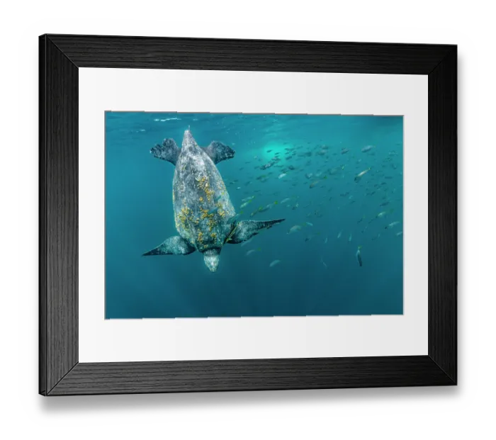 Framed Print : Leatherback sea turtle (Dermochelys coriacea) female, diving down from the surface surrounded by shoal of fish, Kei Islands, Moluccas, Indonesia, Pacific Ocean Framed Print : Leatherback sea turtle (Dermochelys coriacea) female, diving down from the surface surrounded by shoal of fish, Kei Islands, Moluccas, Indonesia, Pacific Ocean