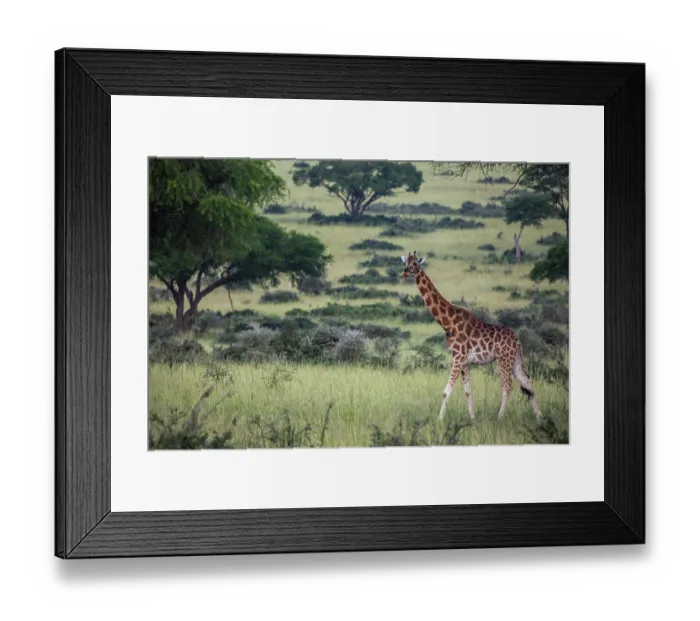 Framed Print : Rothschild's giraffe (Giraffa camelopardalis rothschildi) walking across savanna landscape, Uganda Framed Print : Rothschild's giraffe (Giraffa camelopardalis rothschildi) walking across savanna landscape, Uganda