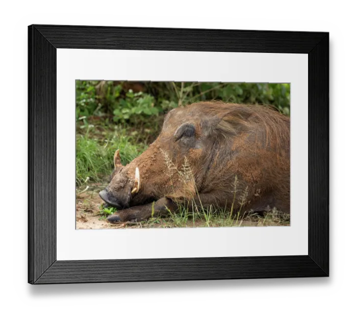 Framed Print : Warthog (Phacochoerus africanus) resting, portrait, Uganda Framed Print : Warthog (Phacochoerus africanus) resting, portrait, Uganda