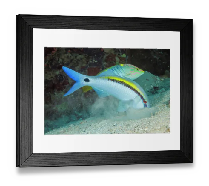 Framed Print : Checkerboard wrasse (Halichoeres hortulanus) following a hunting Dash-dot goldfish (Parupeneus barberinus) to snatch left-over prey, Yap, Micronesia, Pacific Ocean Framed Print : Checkerboard wrasse (Halichoeres hortulanus) following a hunting Dash-dot goldfish (Parupeneus barberinus) to snatch left-over prey, Yap, Micronesia, Pacific Ocean